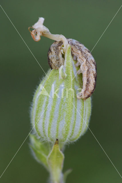 Gewone silene-uil (Hadena bicruris)