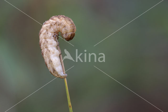 Gewone silene-uil (Hadena bicruris)