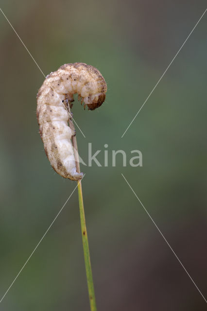 Gewone silene-uil (Hadena bicruris)