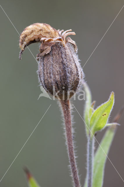 The Lychnis (Hadena bicruris)