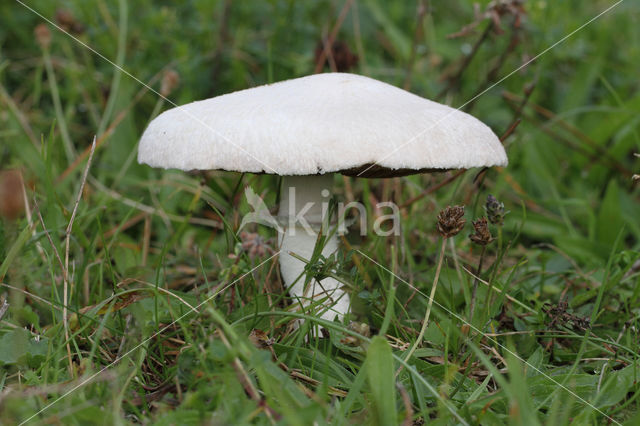 Gewone weidechampignon (Agaricus campester)