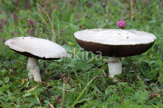 Gewone weidechampignon (Agaricus campester)