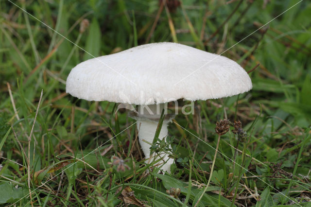 Gewone weidechampignon (Agaricus campester)