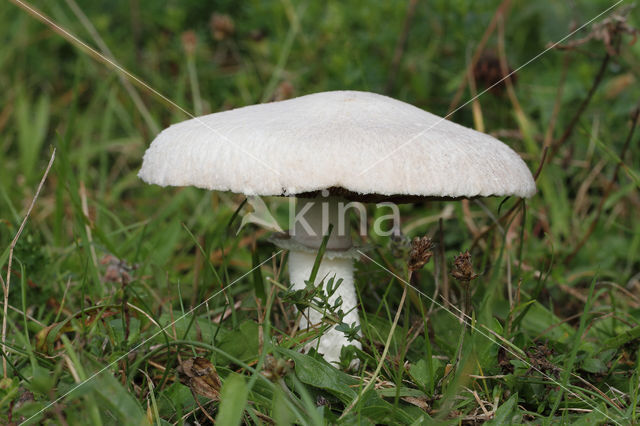 Gewone weidechampignon (Agaricus campester)