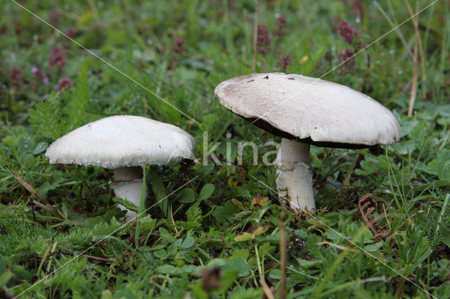 Gewone weidechampignon (Agaricus campester)