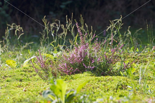 Springy Turf-moss (Rhytidiadelphus squarrosus)