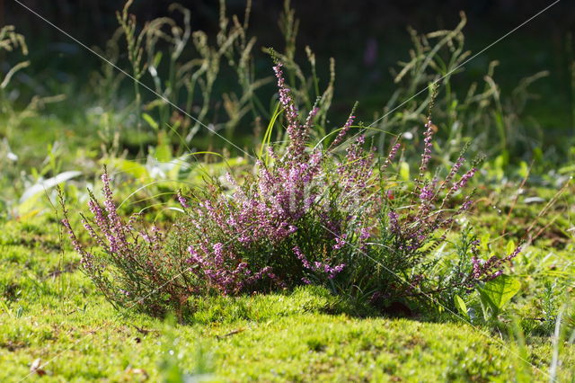 Springy Turf-moss (Rhytidiadelphus squarrosus)