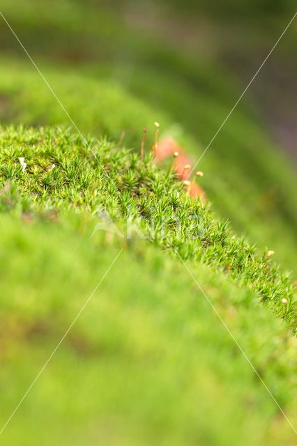 Springy Turf-moss (Rhytidiadelphus squarrosus)