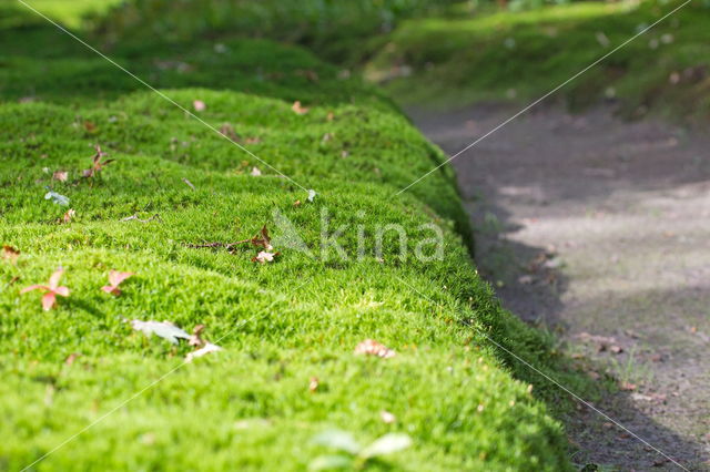 Springy Turf-moss (Rhytidiadelphus squarrosus)