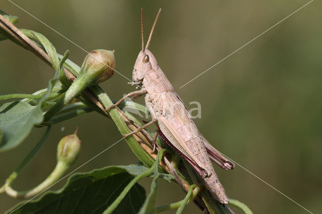 Large Gold Grasshopper (Chrysochraon dispar)