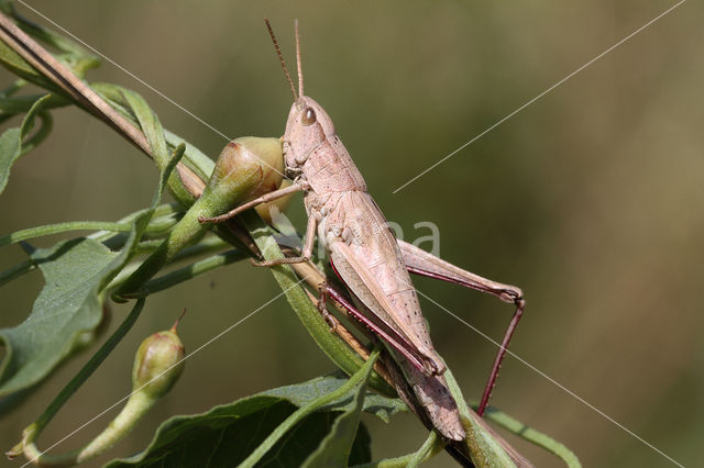 Large Gold Grasshopper (Chrysochraon dispar)