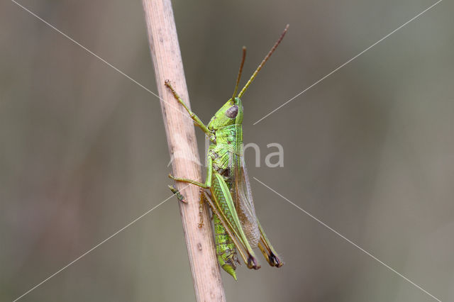 Gouden sprinkhaan (Chrysochraon dispar)