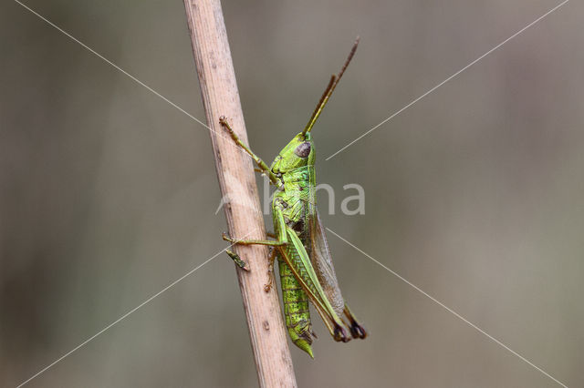 Large Gold Grasshopper (Chrysochraon dispar)