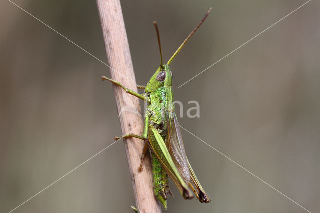 Large Gold Grasshopper (Chrysochraon dispar)