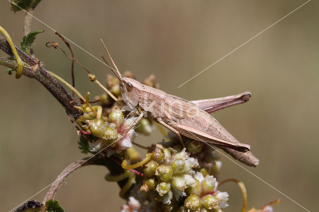 Large Gold Grasshopper (Chrysochraon dispar)