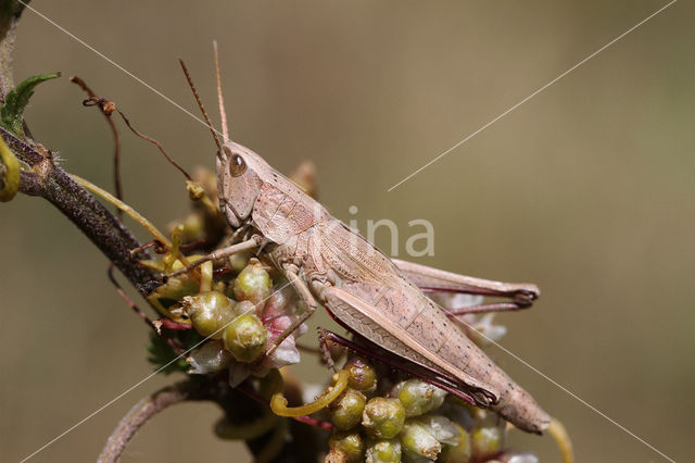 Gouden sprinkhaan (Chrysochraon dispar)