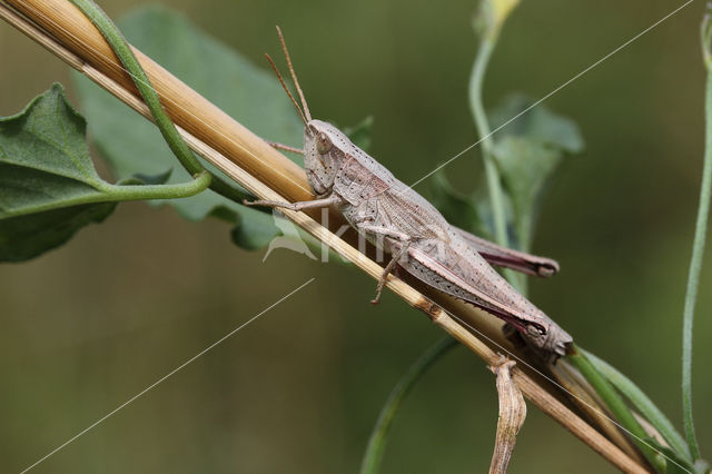 Large Gold Grasshopper (Chrysochraon dispar)