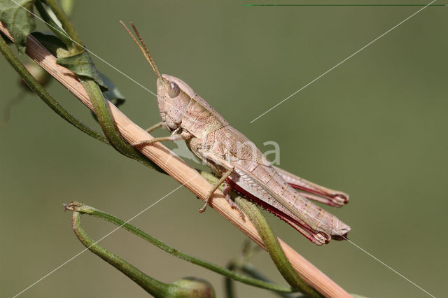 Gouden sprinkhaan (Chrysochraon dispar)