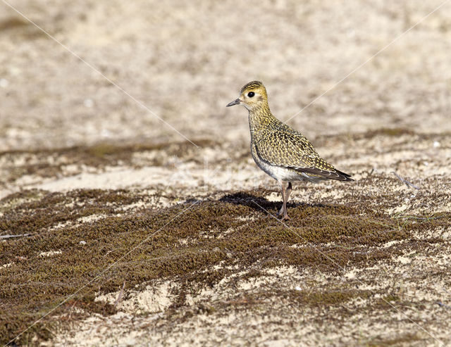 Goudplevier (Pluvialis apricaria)