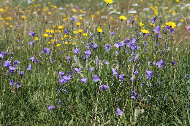 Grasklokje (Campanula rotundifolia)