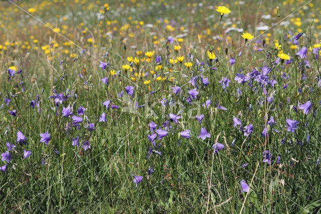 Grasklokje (Campanula rotundifolia)