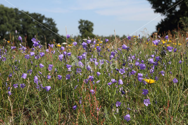 Grasklokje (Campanula rotundifolia)