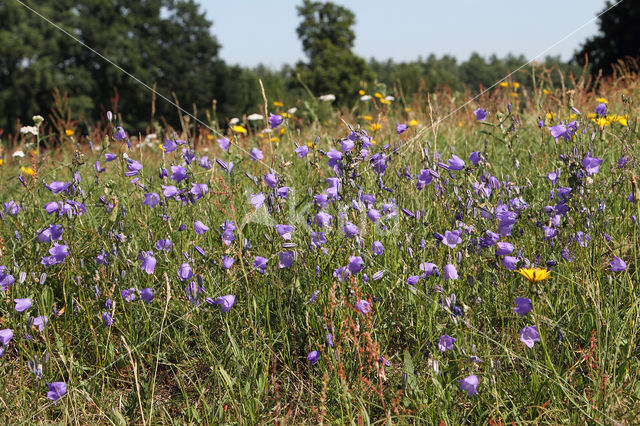 Harebell
