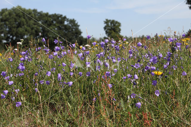 Harebell
