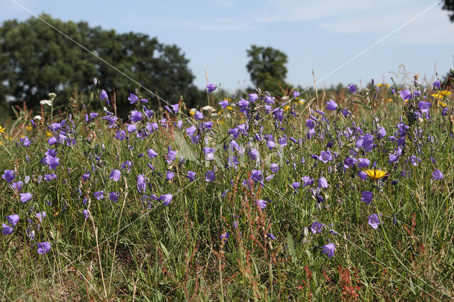 Grasklokje (Campanula rotundifolia)