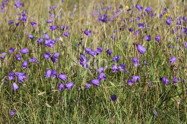 Grasklokje (Campanula rotundifolia)