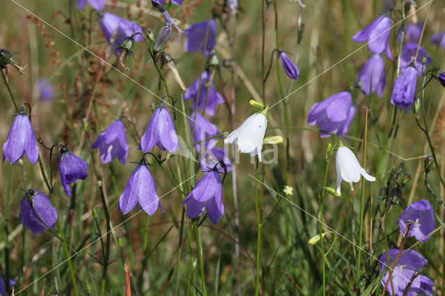 Grasklokje (Campanula rotundifolia)