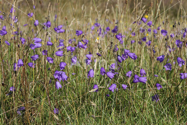 Grasklokje (Campanula rotundifolia)