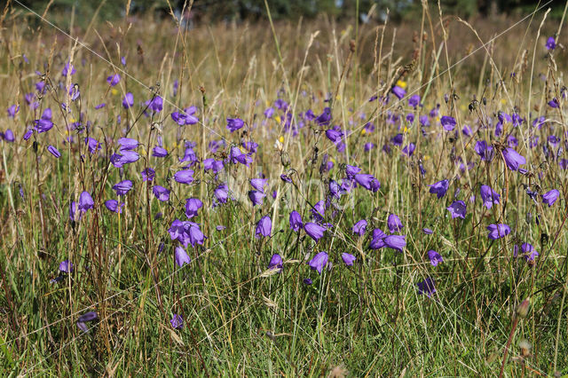 Grasklokje (Campanula rotundifolia)