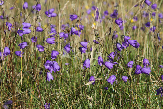 Grasklokje (Campanula rotundifolia)