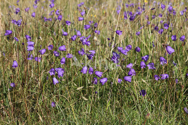 Grasklokje (Campanula rotundifolia)