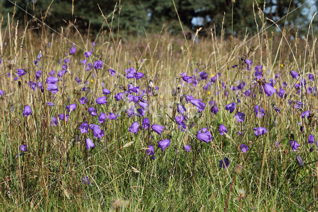Harebell