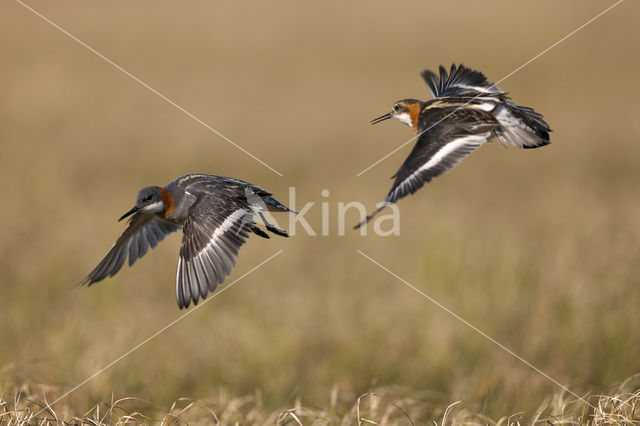 Red-necked Phalarope (Phalaropus lobatus)