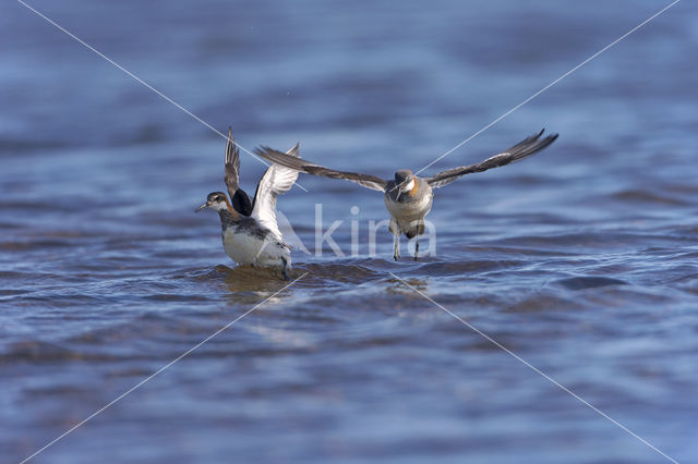 Grauwe Franjepoot (Phalaropus lobatus)