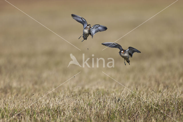 Grauwe Franjepoot (Phalaropus lobatus)