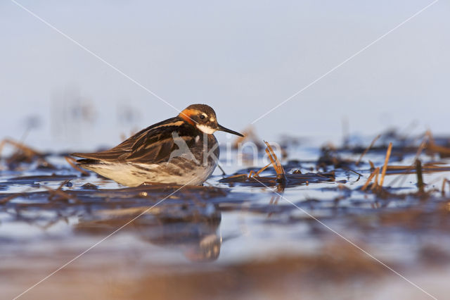 Grauwe Franjepoot (Phalaropus lobatus)