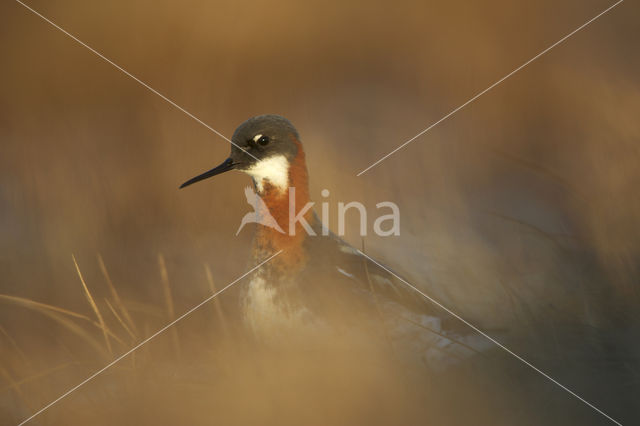 Grauwe Franjepoot (Phalaropus lobatus)