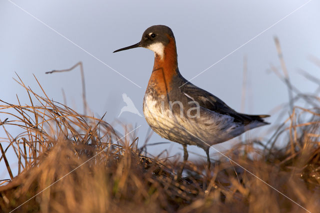 Grauwe Franjepoot (Phalaropus lobatus)