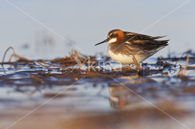 Grauwe Franjepoot (Phalaropus lobatus)