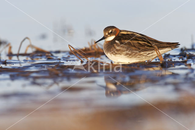 Grauwe Franjepoot (Phalaropus lobatus)