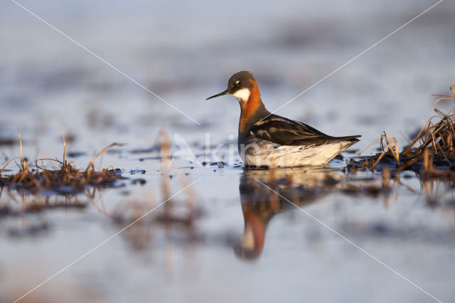 Grauwe Franjepoot (Phalaropus lobatus)