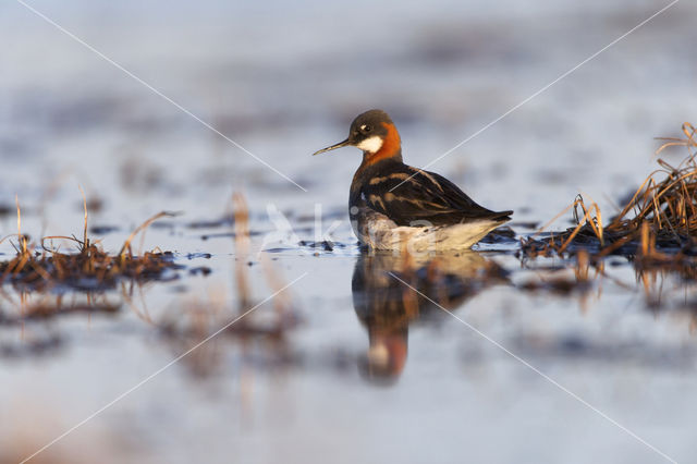 Grauwe Franjepoot (Phalaropus lobatus)