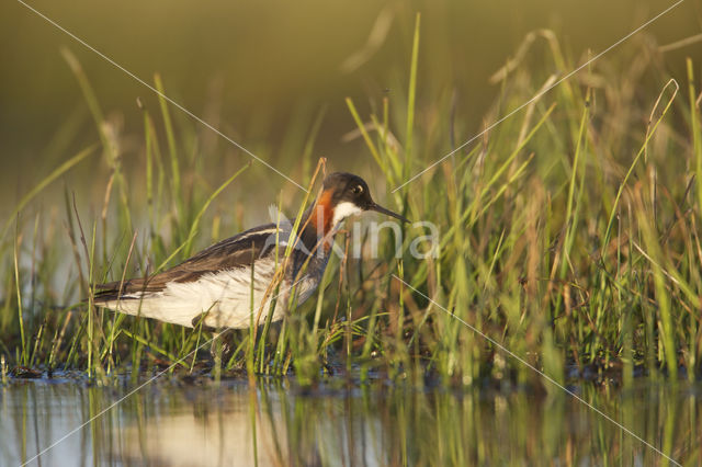 Grauwe Franjepoot (Phalaropus lobatus)