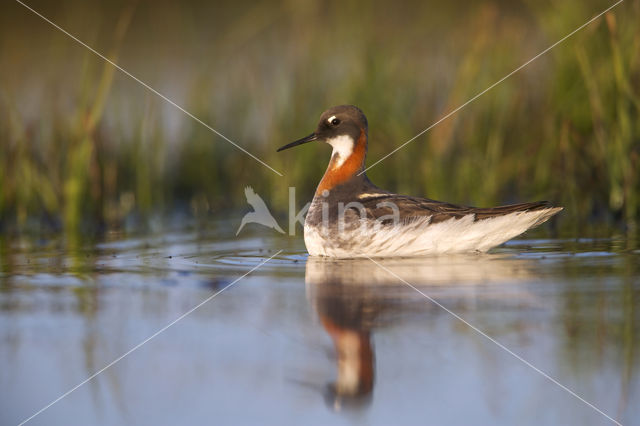 Red-necked Phalarope (Phalaropus lobatus)