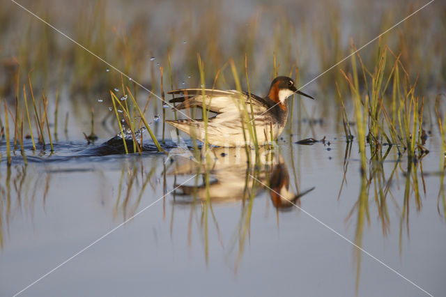 Red-necked Phalarope (Phalaropus lobatus)