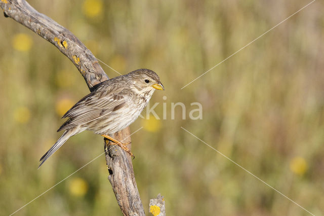 Grauwe Gors (Miliaria calandra)